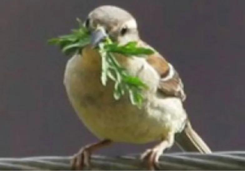 狡猾的动物,狡猾的动物生肖