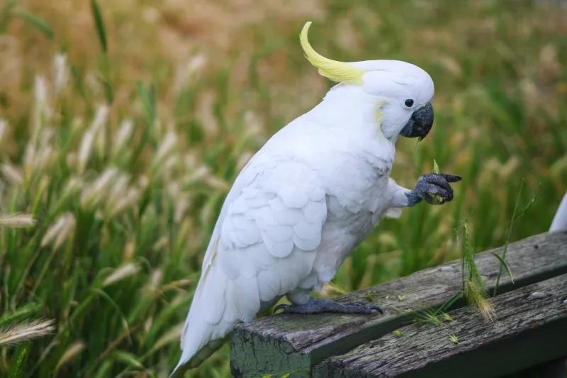 素食宠物食品,素食宠物零食有哪些品种