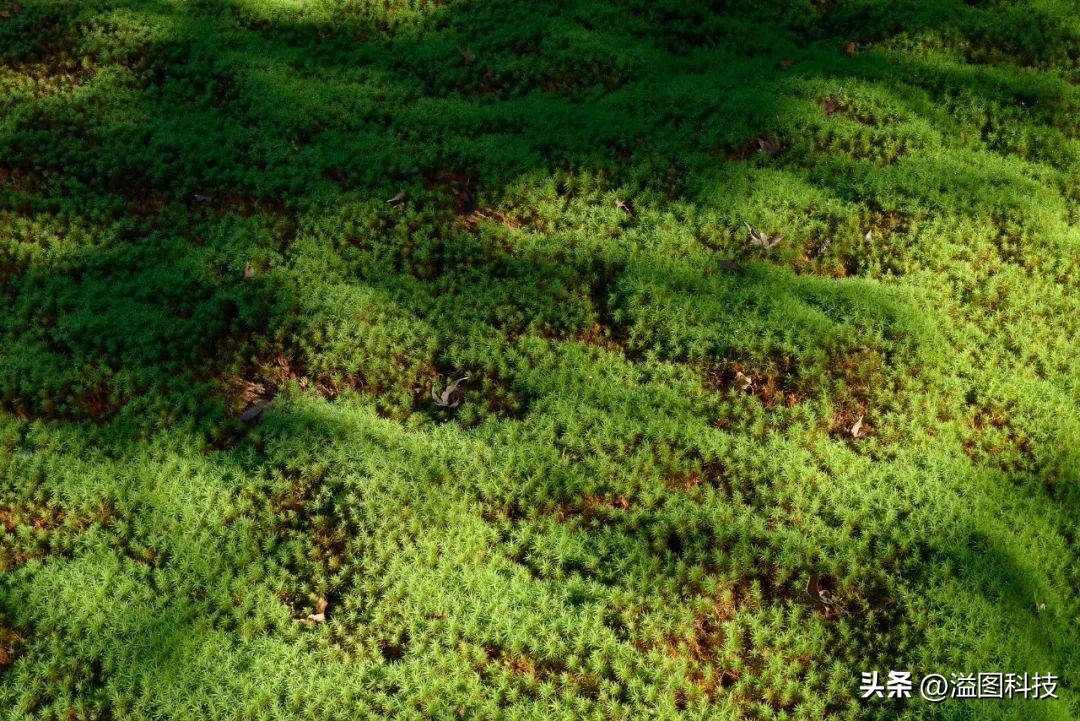 尼康d800和d800e和d810,尼康d810可以用d800快门叶片吗