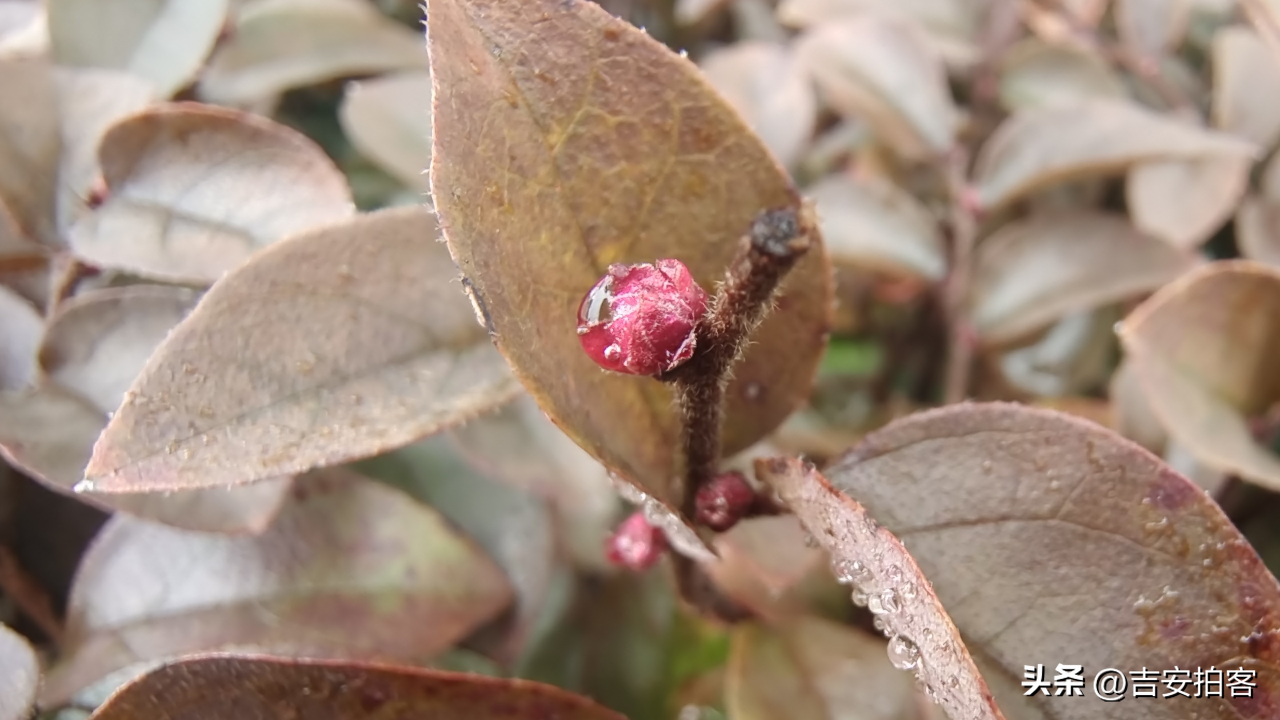 春雨滋润下的红花檵木