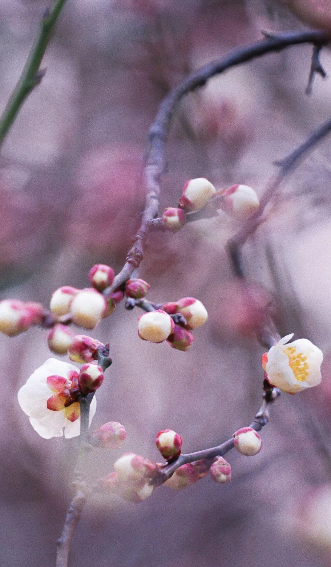 必去的苏州十大最美园林,来苏州必逛的四大园林