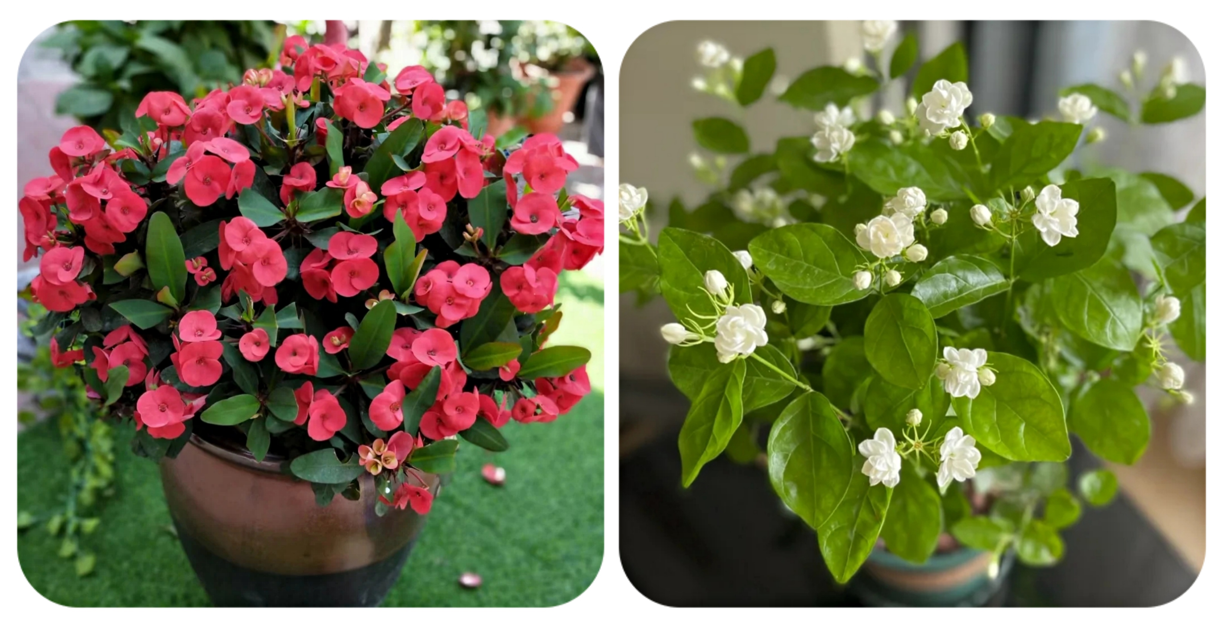 100种花能养在阳台上，50种开花的，40种绿植，10种蔬果