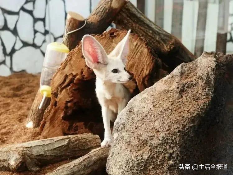 杭州六一遛娃好去处,北京六一遛娃好去处