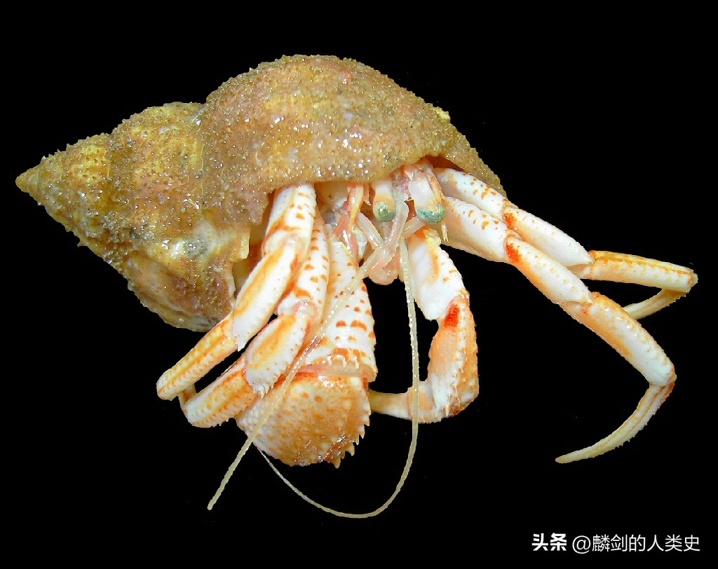 动物界大全,动物界分类表