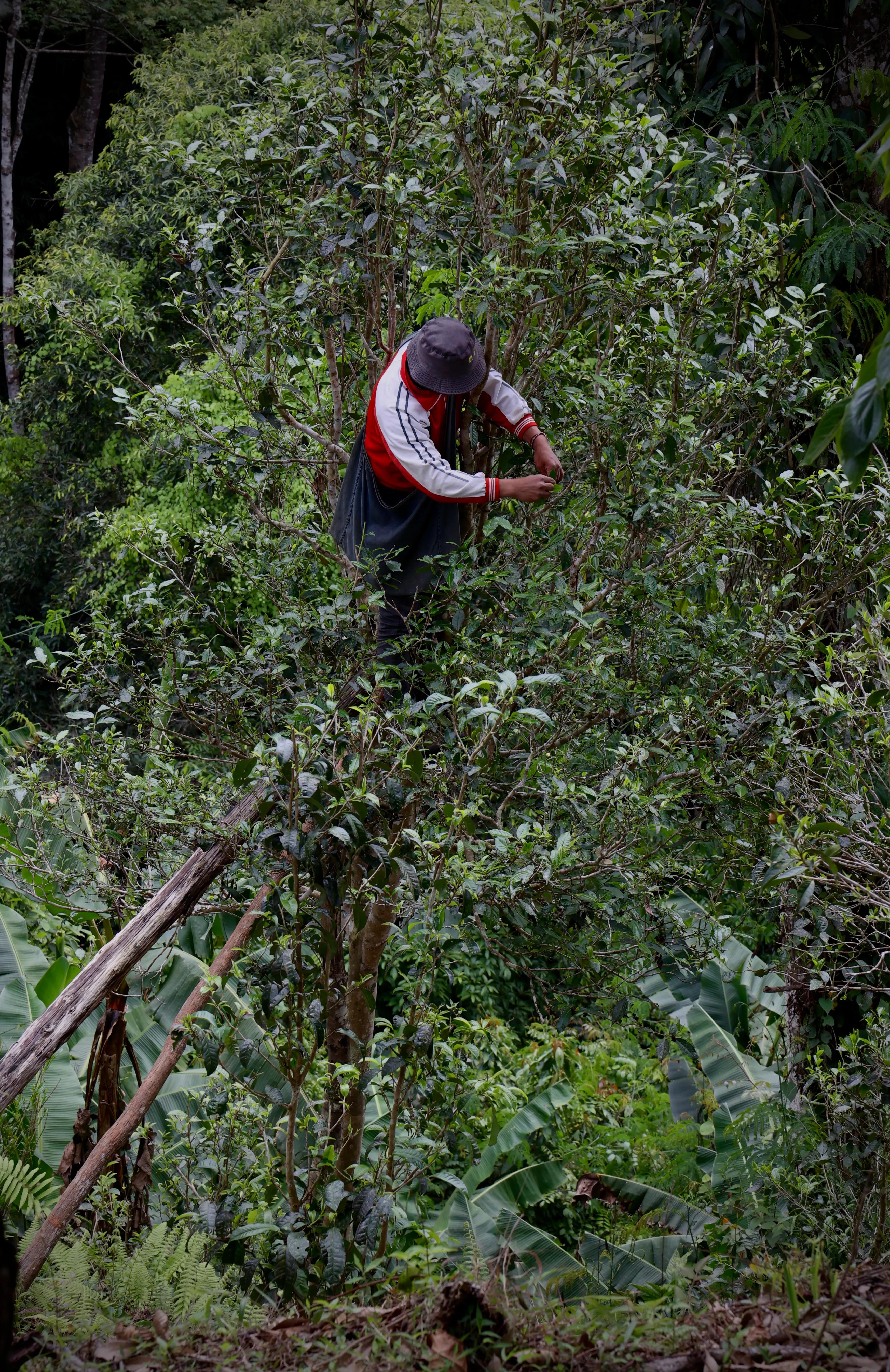 普洱茶皇冠上的明珠,普洱茶的十大名寨排名