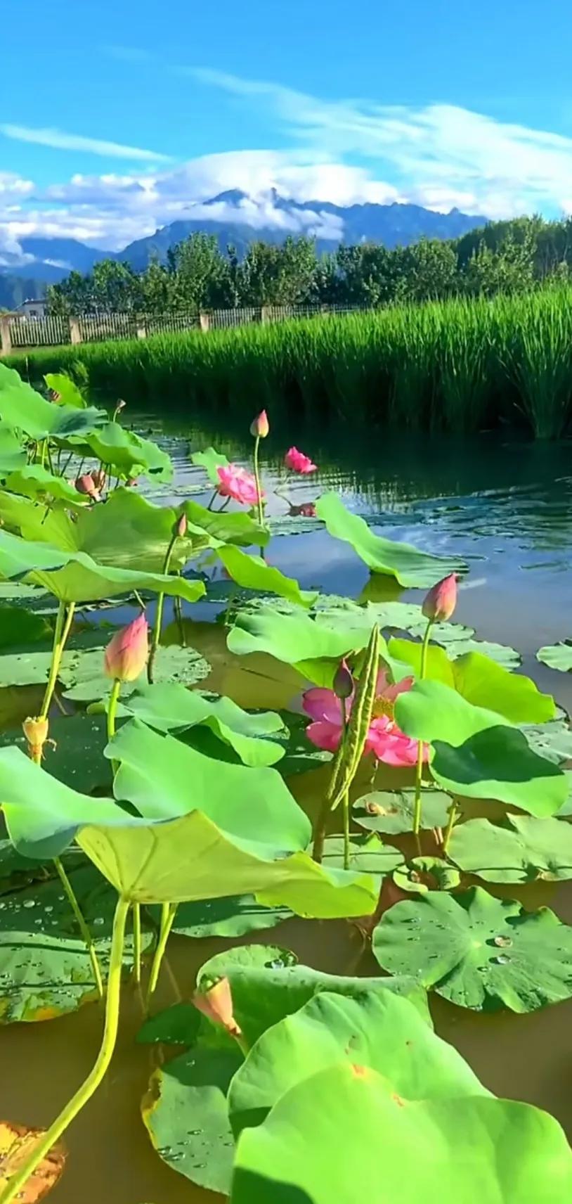 分享一组荷花图,分享一张你与荷花的照片