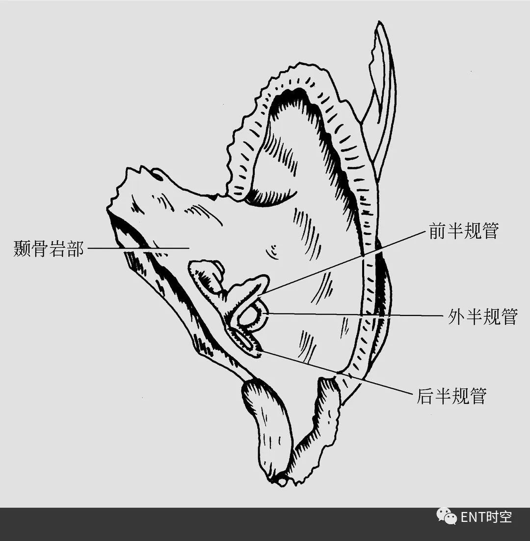 耳部解剖结构和生理功能,耳部解剖笔记