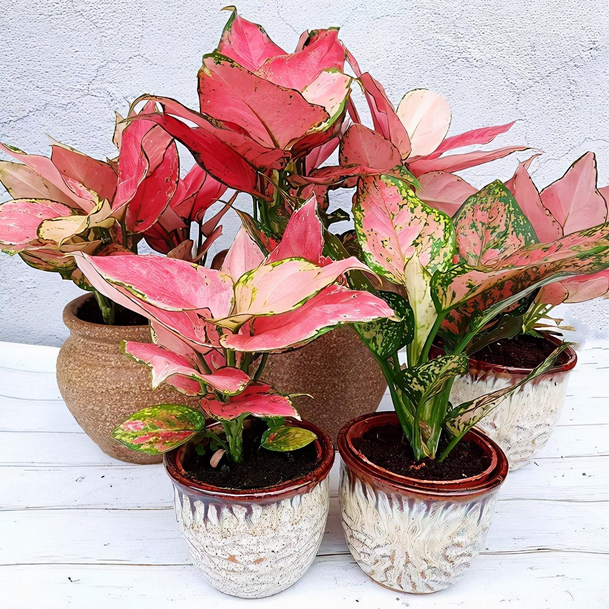 百花齐放春意浓群芳争艳,百花齐放喜迎新春