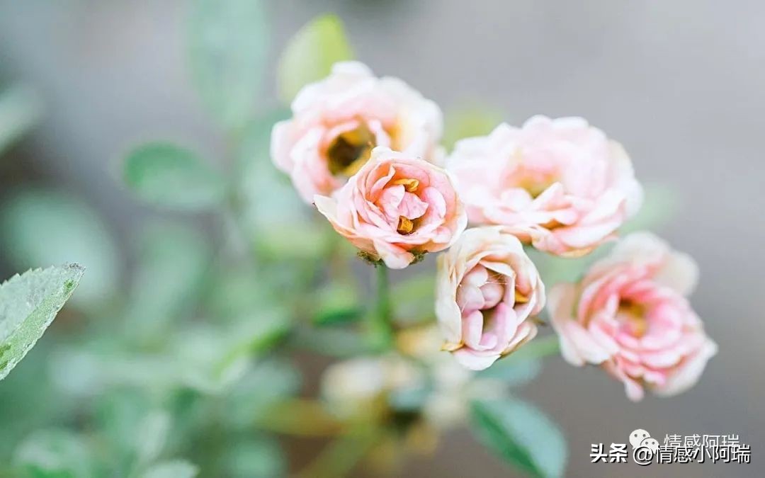 温柔情深，陷入爱的网