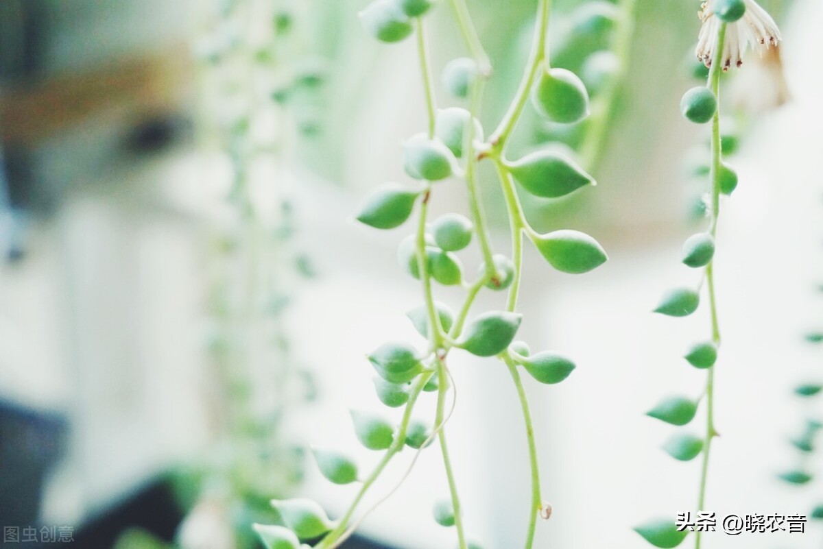 情人泪怎么种植,情人泪的种植方法和管理