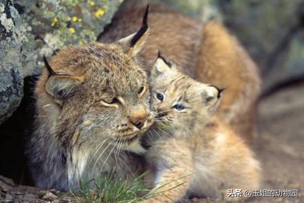 猞猁和雪豹谁厉害,猞猁大战狼群结果不敌狼群被杀死