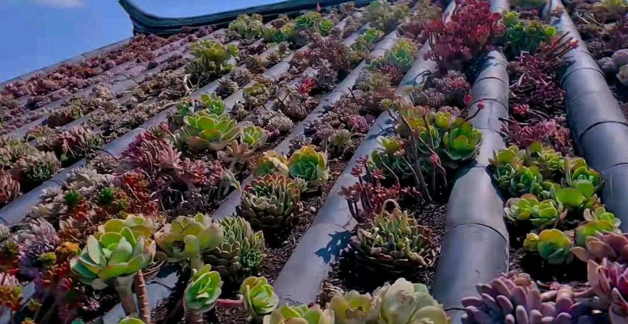 楼顶多肉的变化图,以前屋顶的多肉