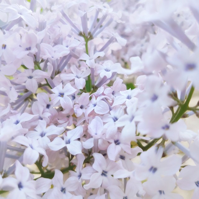 百合花花语大全唯美诗句,赞美百合花诗句经典名句