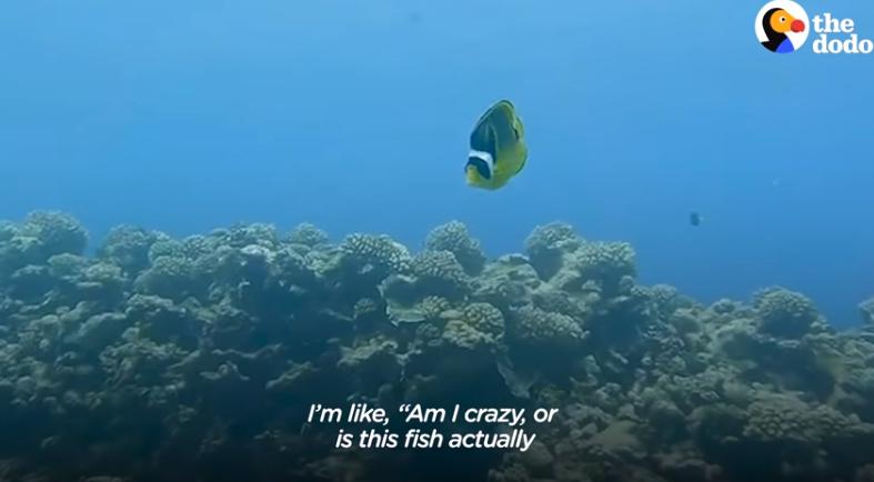 国外美女姐姐海里偶遇一只小鱼，竟引发神奇友谊！网友：前世情人