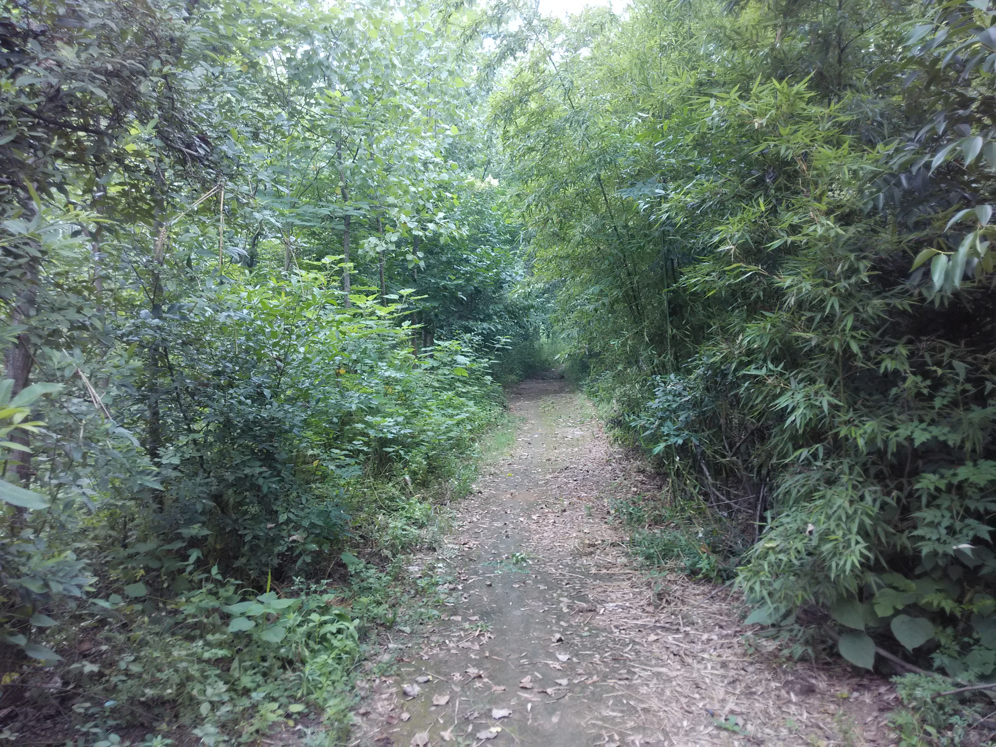 绿色城堡,绿色的城堡壁纸