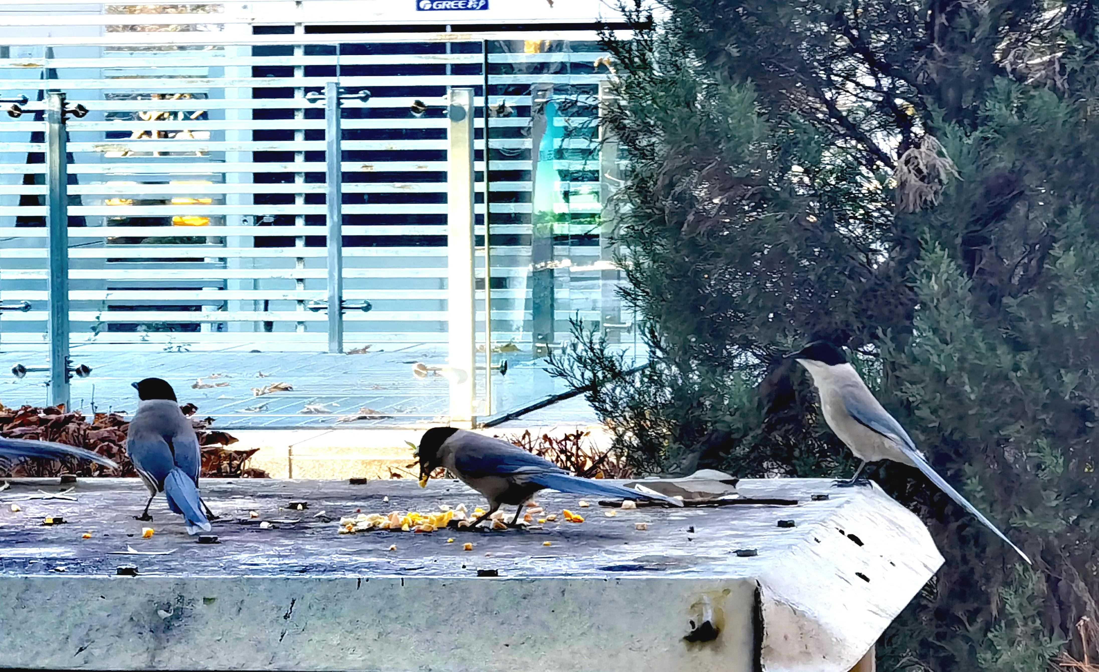 「天下奇观」喜鹊到底算什么鸟活见大妈喂喜鹊吃食真相