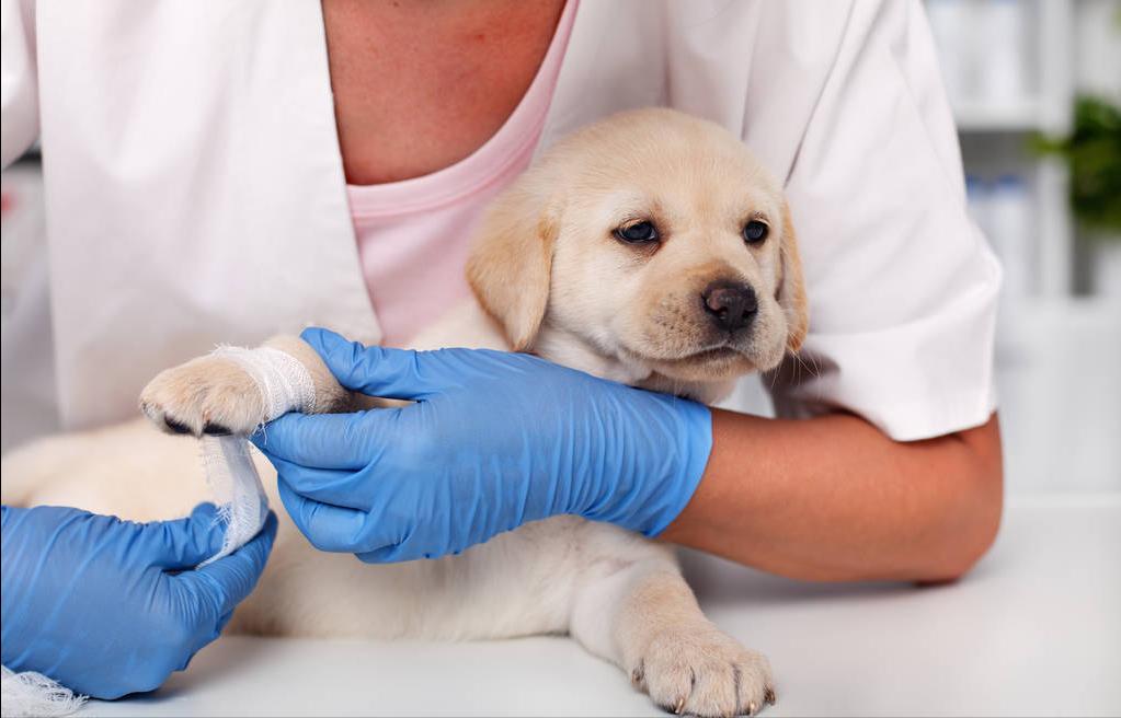 买到星期狗怎么救活,买宠物狗买到星期狗怎么办