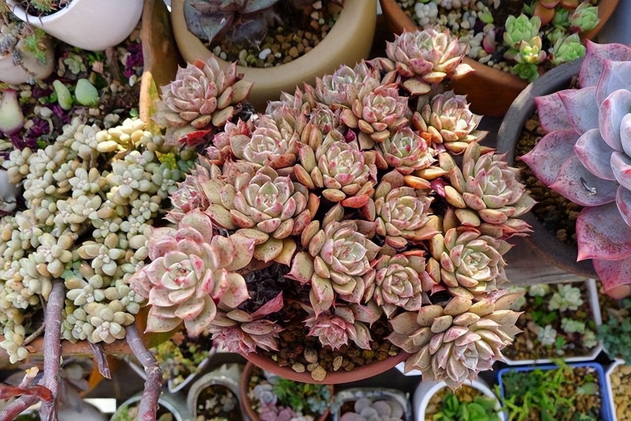 夏季最宜养花草有哪些品种,夏季养花草推荐