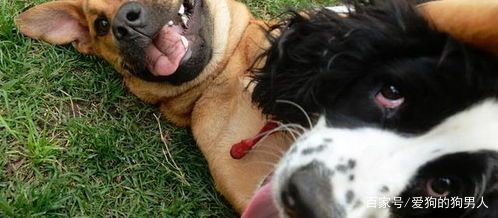 狗狗半夜叫扰民怎么制止,狗狗半夜不停挠地怎么回事