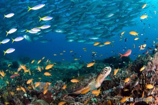 办理菲律宾签证面签去哪里办理,菲律宾团体旅游签入境菲律宾流程