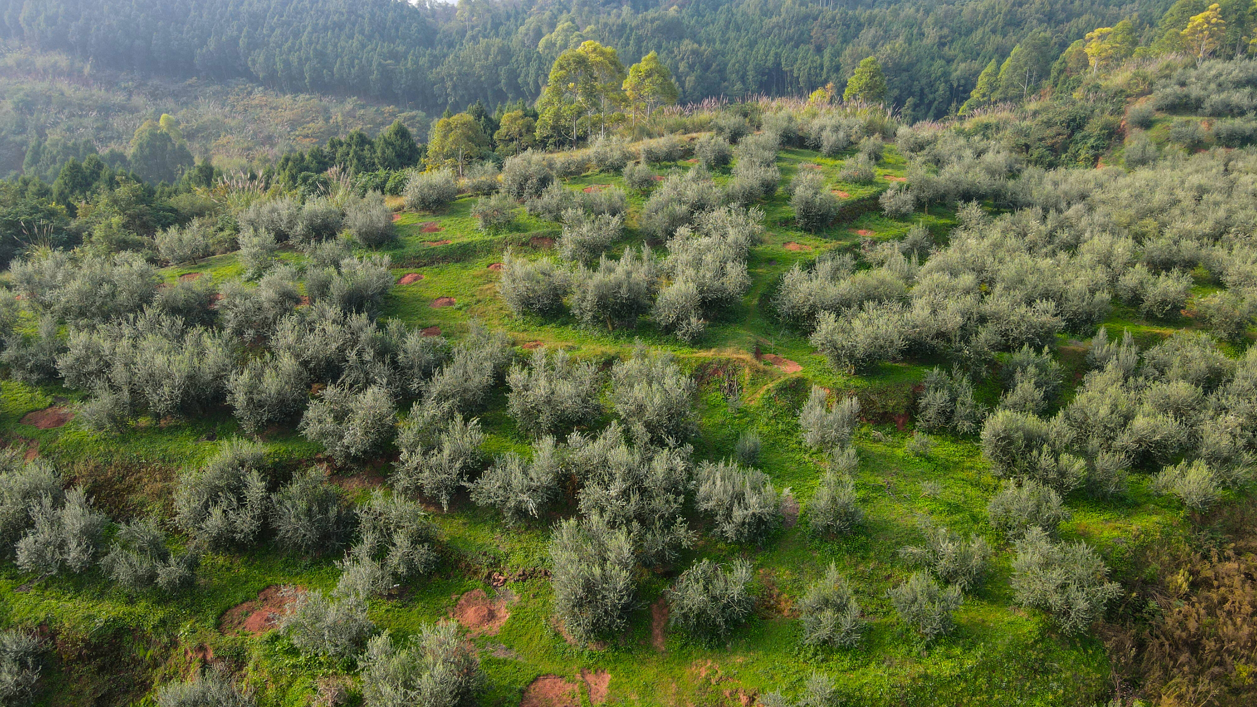 閲戝爞绉嬪鏋滃洯閲囨憳,鎴愰兘閲戝爞姘存灉閲囨憳