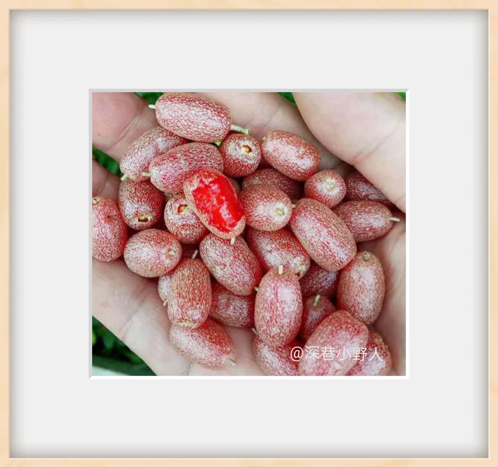 野果羊奶果学名叫什么,像羊奶果的野果比较小