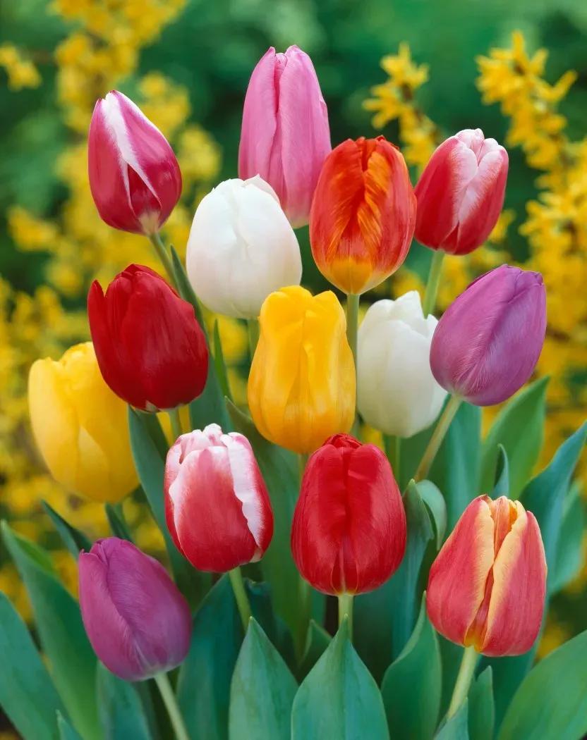 送花给女朋友的花语,给女孩子送花需要说花语吗