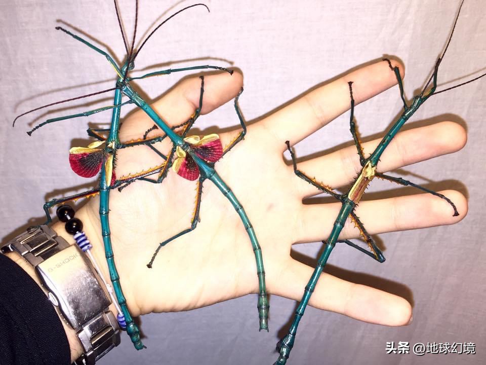 35张悲惨动物照：悲惨小象被捕兽夹弄断鼻子，章鱼被塞进西瓜做菜