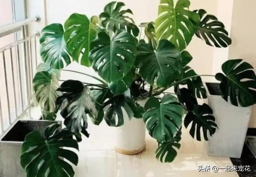 哪些花夏天要注意浇水养护,4种花不浇水才长得旺