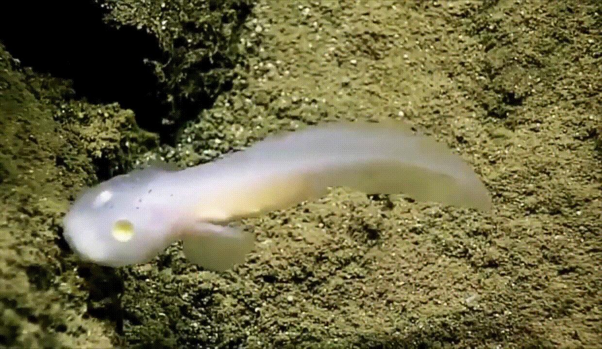 海底奇观欣赏,海底世界奇妙之旅图片