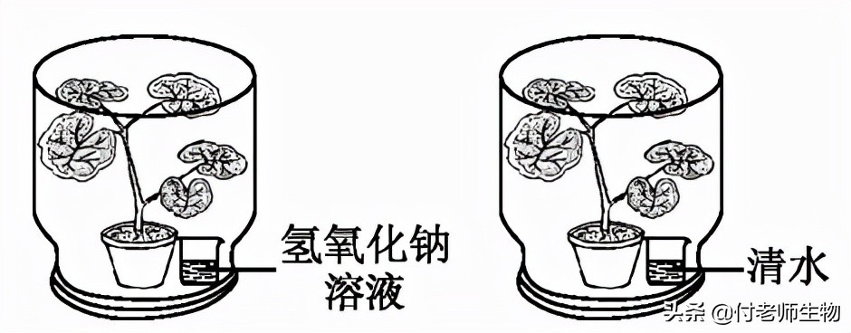 初中生物七年级上册人教版,初中生物七年级上册实验视频