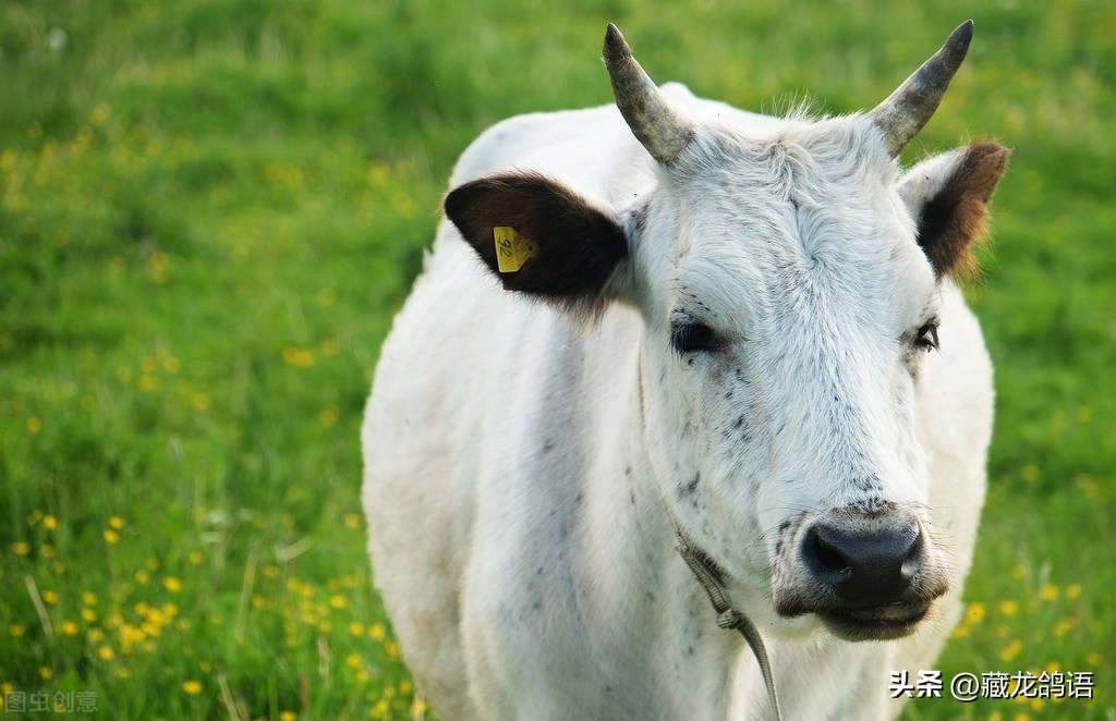 信鸽返祖遗传出一根白条,信鸽返祖现象主要表现