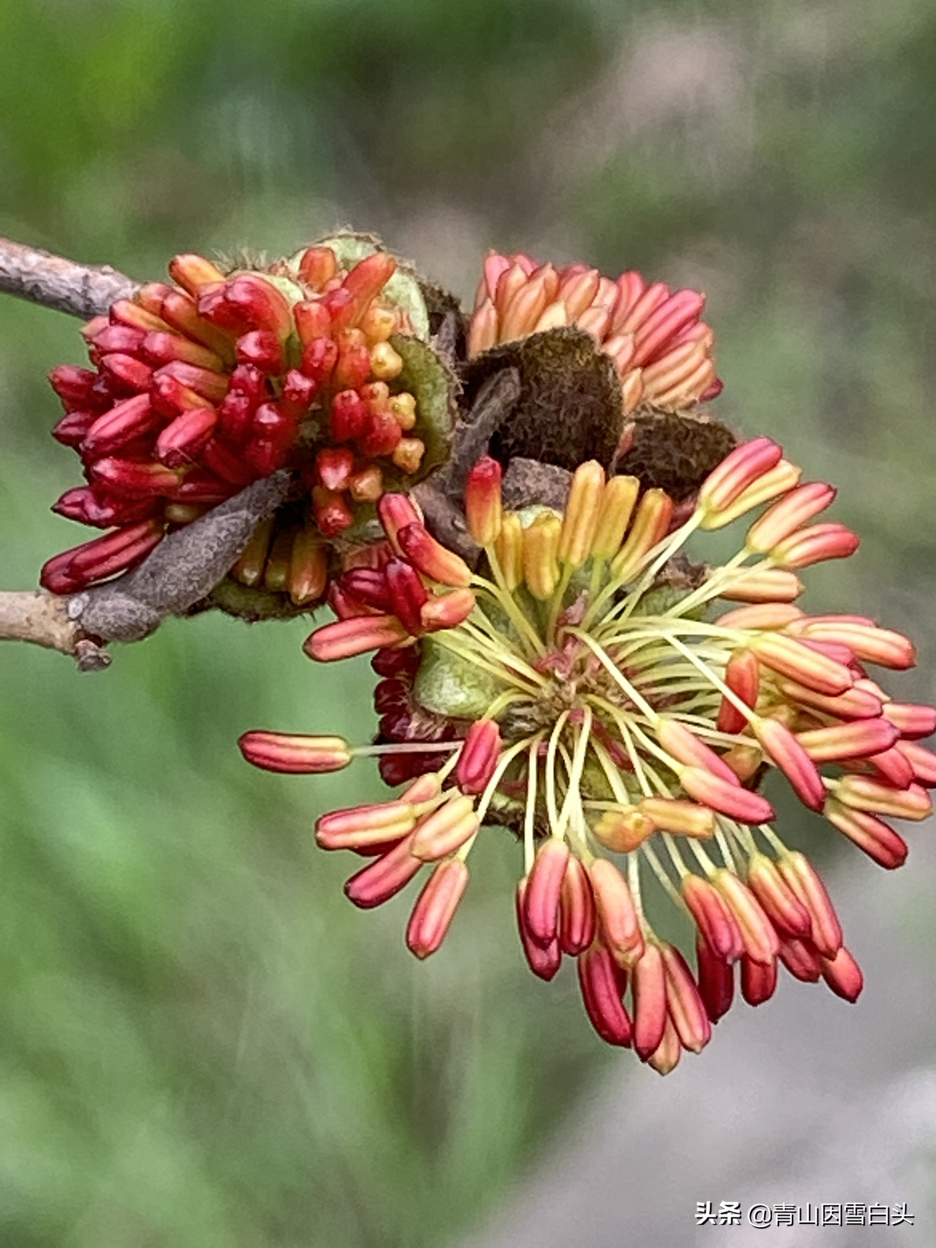 农村有潜力的种植项目有哪些,农村50亩地种植什么赚钱不愁销路