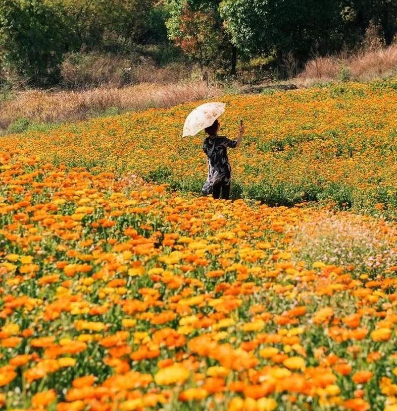 普阳绿城诚园发布会,武安普阳绿城诚园绿化现场