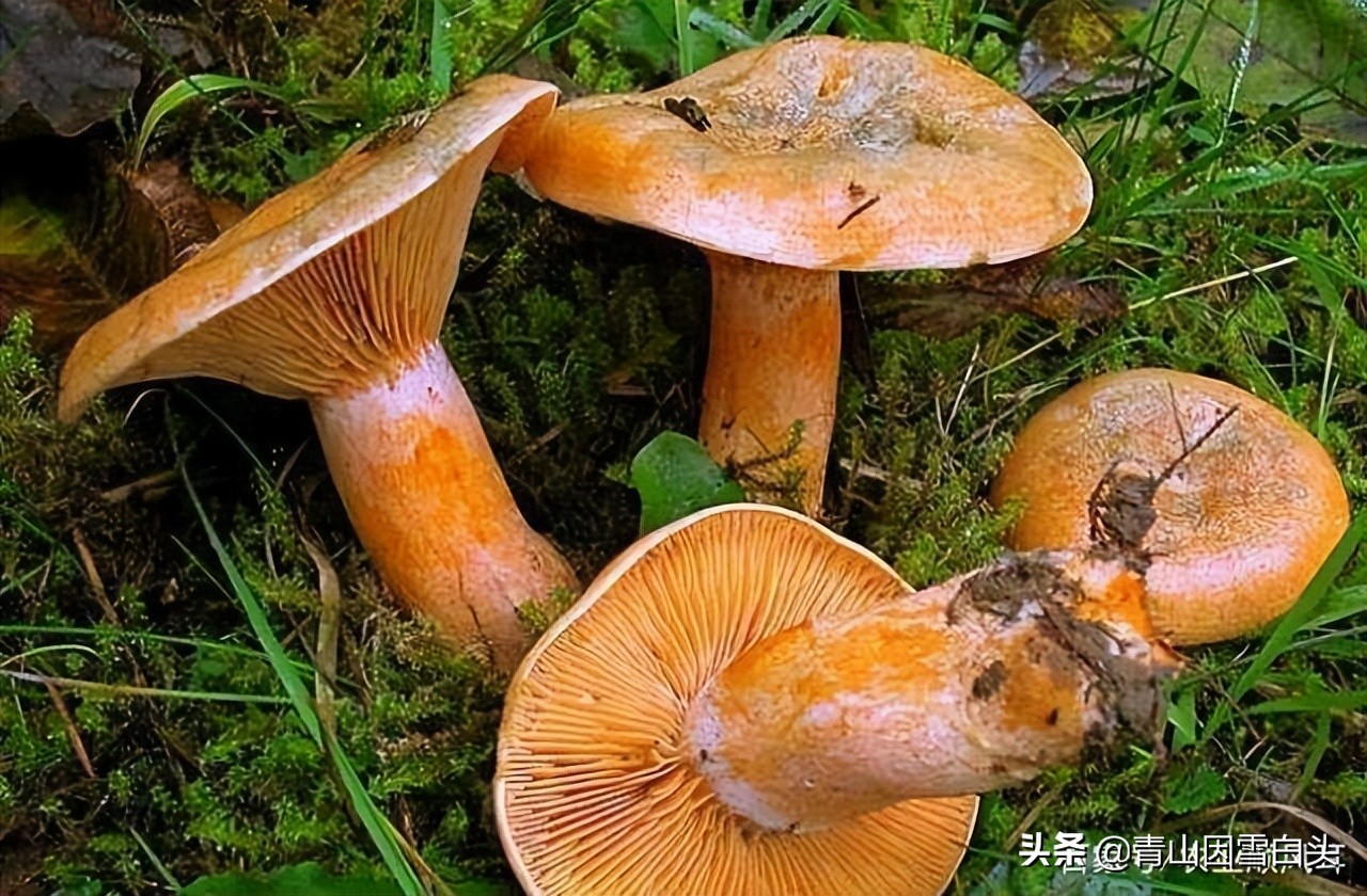 适合目前在农村创业的项目,五个适合农村创业的好项目推荐