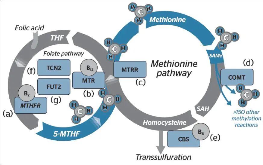 为什么皮肤过敏吃药没有效果,皮肤过敏组胺阳性能不能自愈
