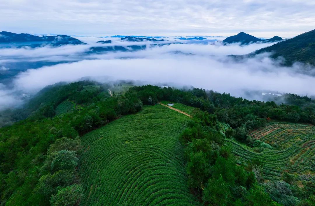 旺苍绿谷古道茶乡,旺苍千年古茶之乡