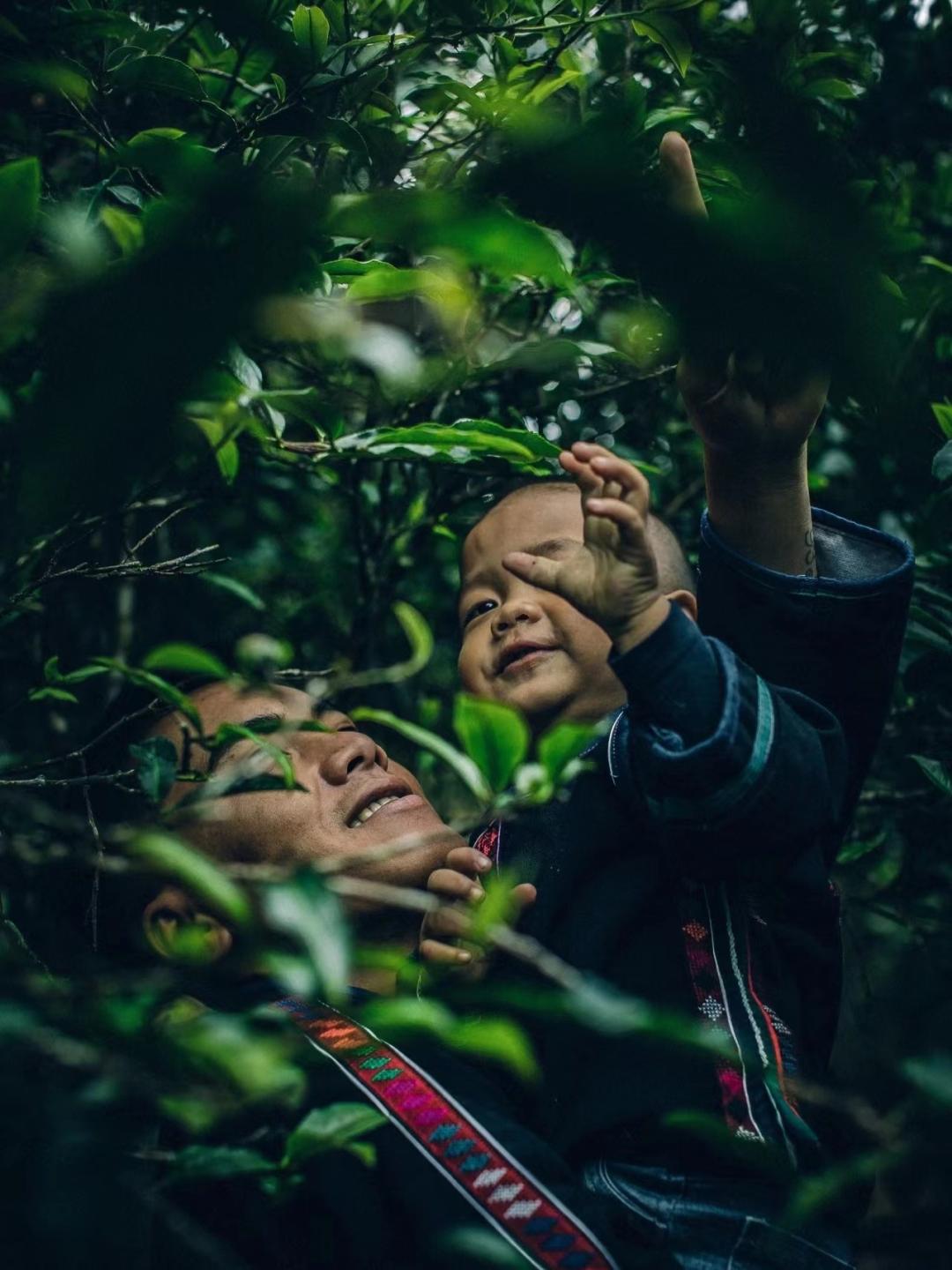 普洱茶惊艳的小产区,一张图看懂100个普洱茶产区