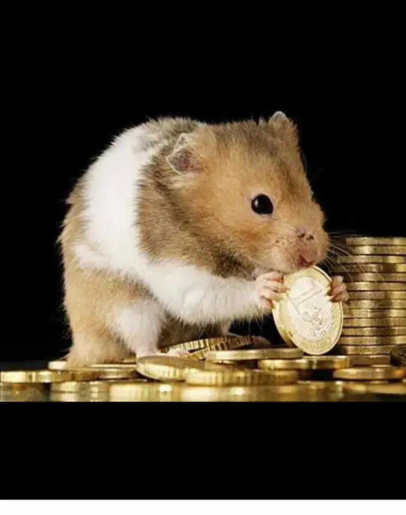 人们最喜欢的动物排名,最可爱的宠物仓鼠