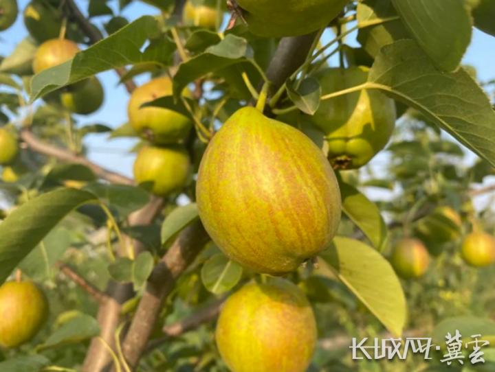 关于盐碱地特色农业的工作信息,盐碱地治理乡村振兴发展的新模式