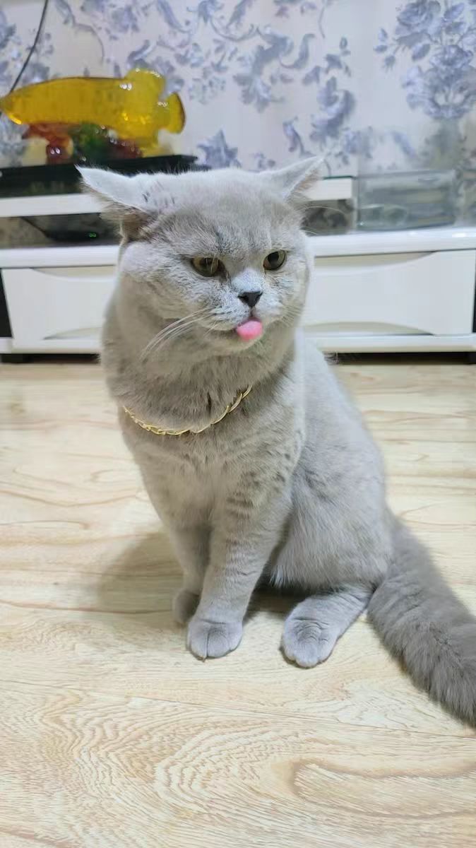 猫掉毛用什么猫粮好,hagennutrience猫粮怎么样