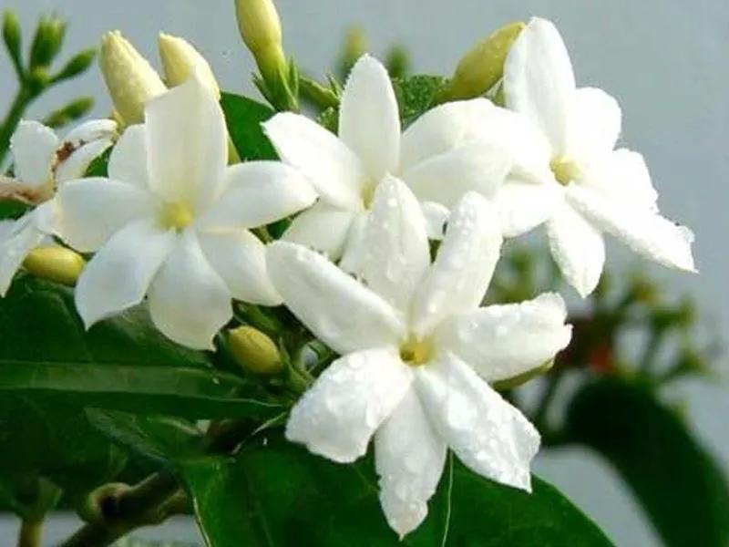 国色天香秀色可餐的美女 (秀色可餐与国色天香)