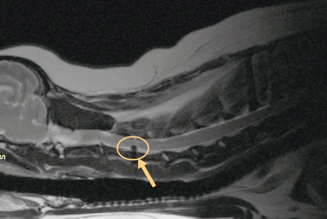 狗狗颈椎椎间盘突出导致前肢瘫痪,狗狗颈椎骨质增生压迫神经怎么办