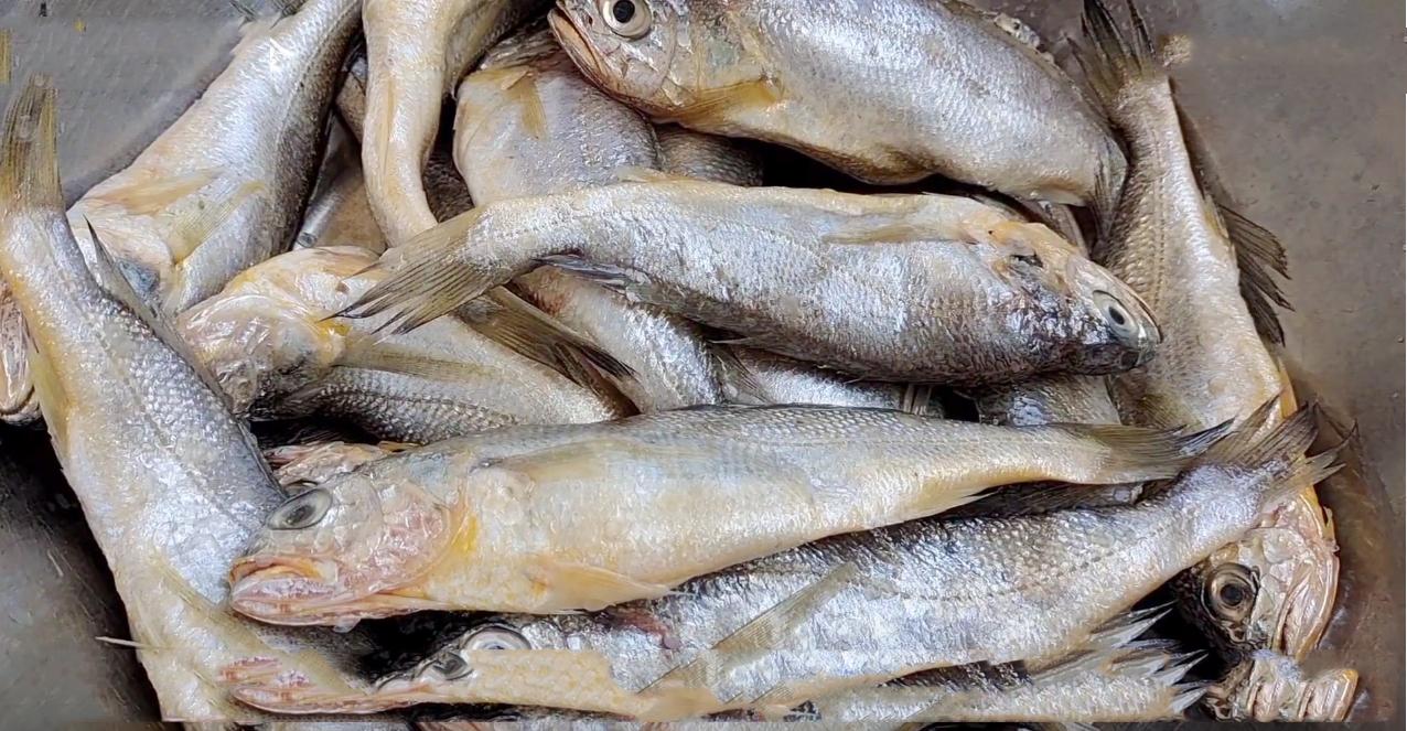 海鱼野生和养殖的营养,家养海鱼可食用推荐