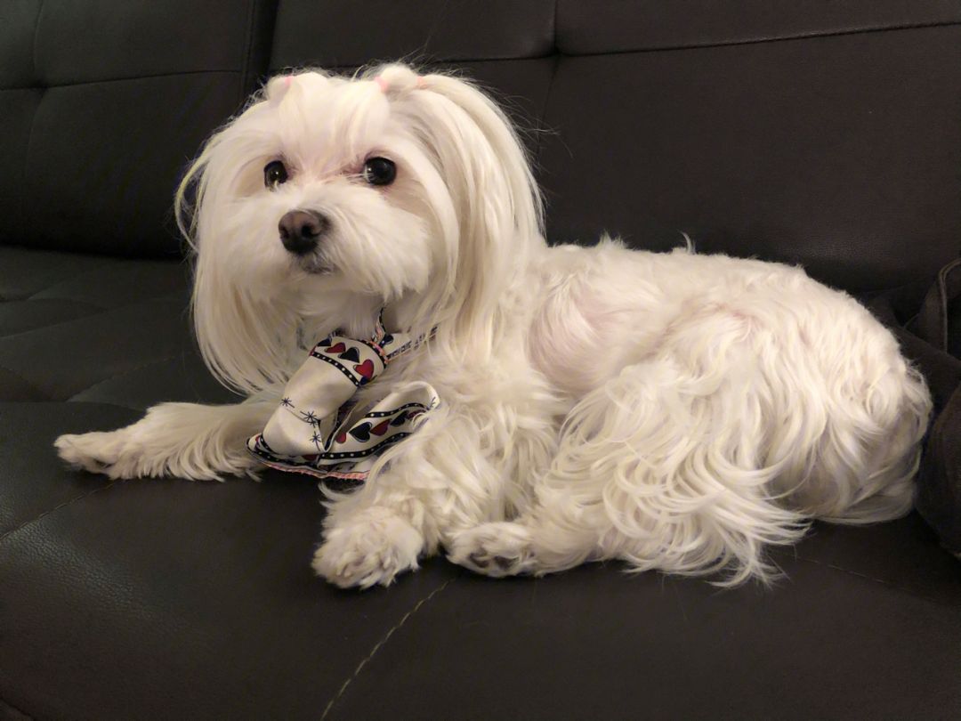 哪些品种的狗不能天天洗澡,哪种狗好养不臭不掉毛不咬人