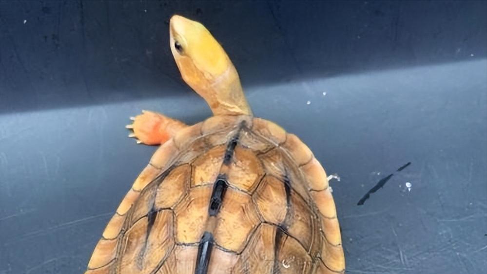金钱龟的生物学特性及人工繁殖,野生金钱龟的生活习性