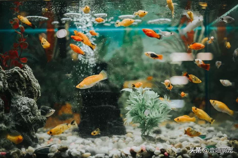 鱼缸ph值偏高最好的处理方法,水族箱ph值怎么调