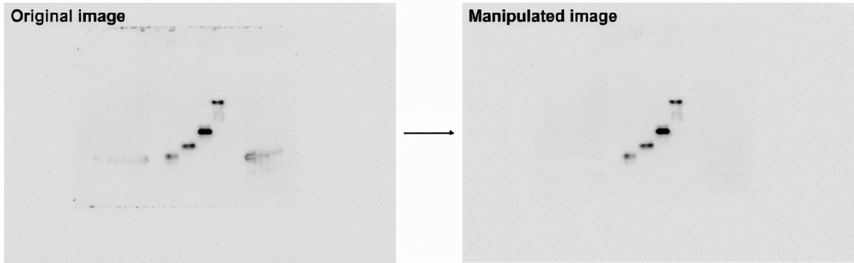 生物医学信息与图像处理,生物医学图像