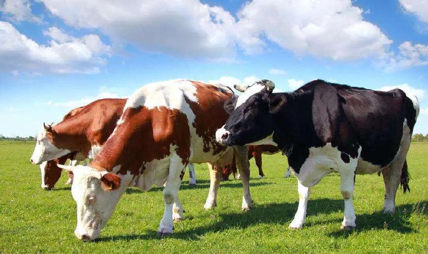 婢虫床鐗涘ザ杩涘叆涓浗,婢虫床鐗涘ザ涓浗