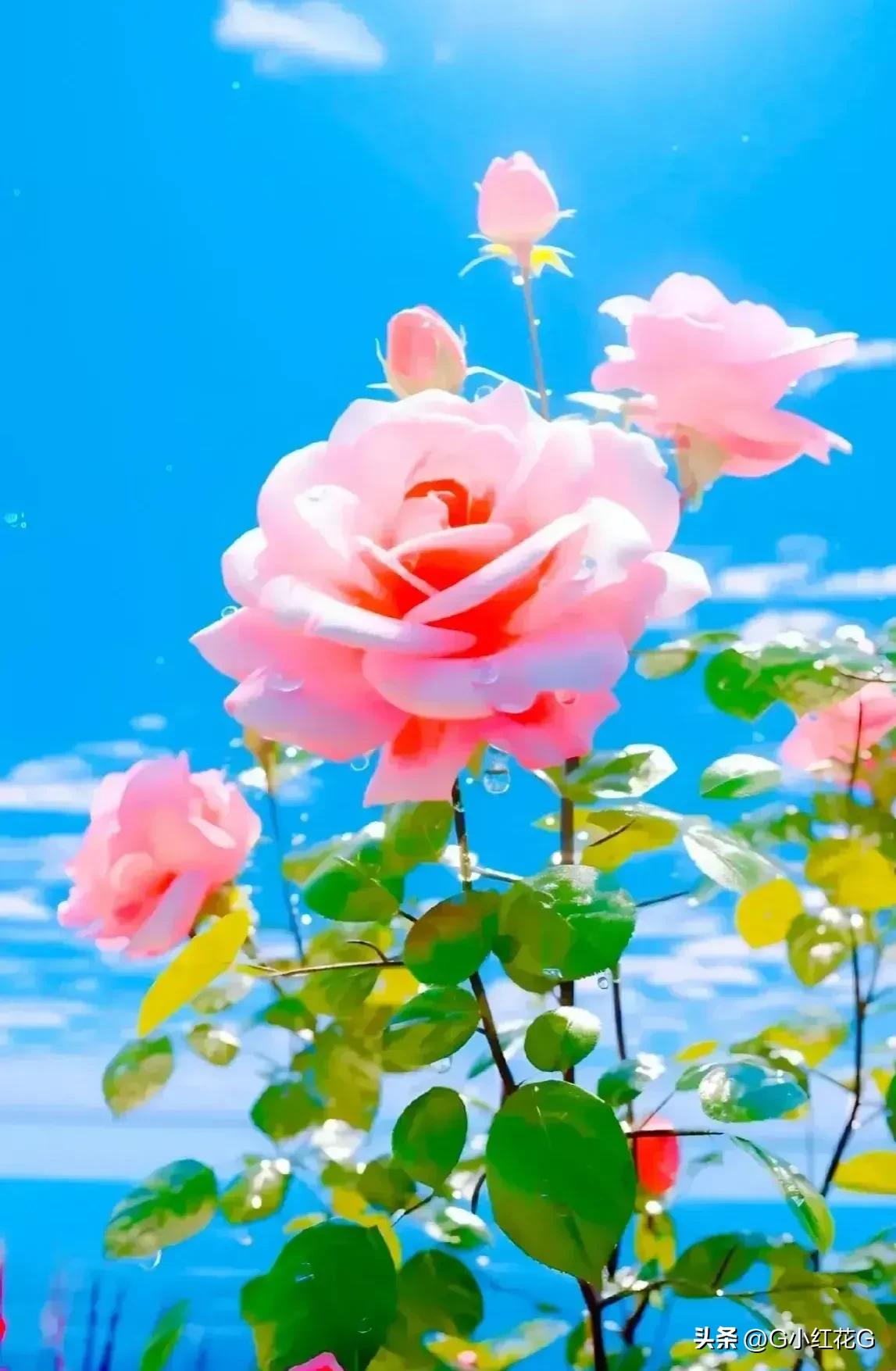 黄金外汇技术分析,黄金未来分析8.3